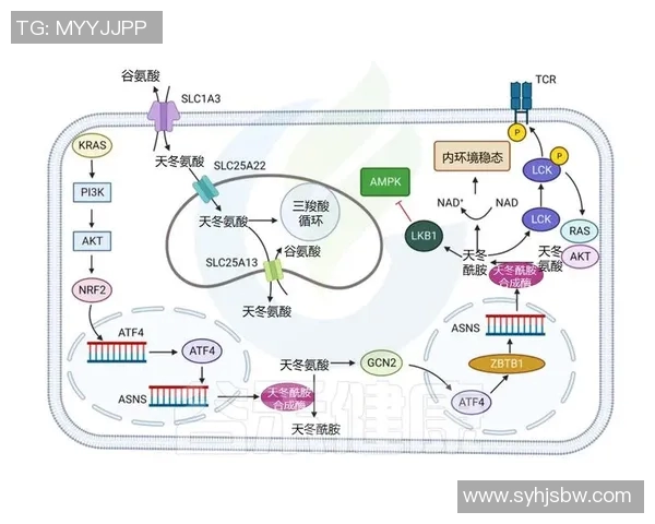 拉波尔特的传奇人生与科学探索之旅：从基础研究到前沿技术的启示
